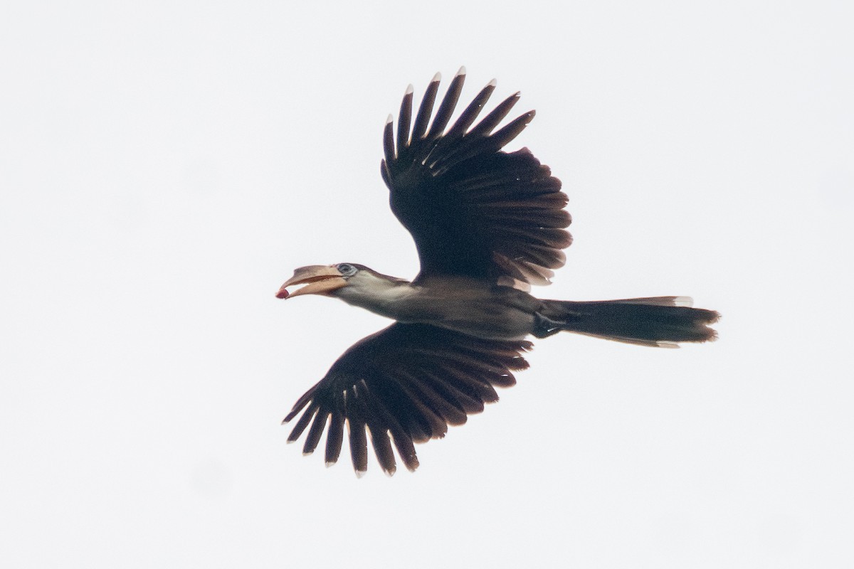 Brown Hornbill - ML620606539