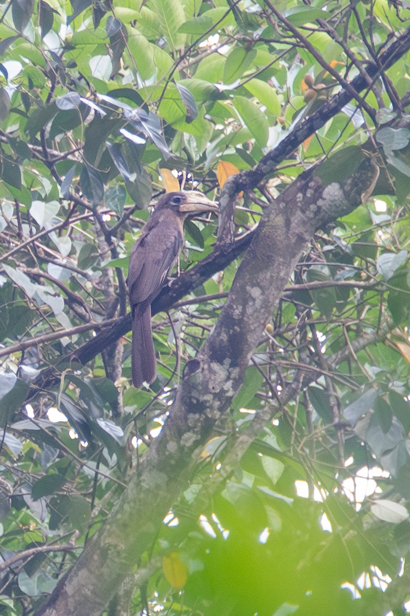 Brown Hornbill - ML620606540