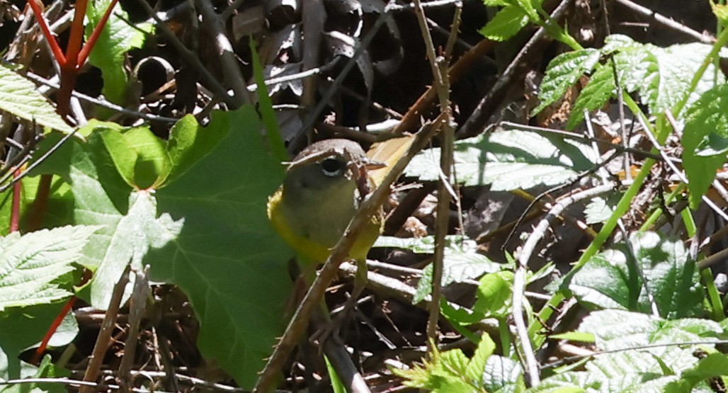 MacGillivray's Warbler - ML620606545