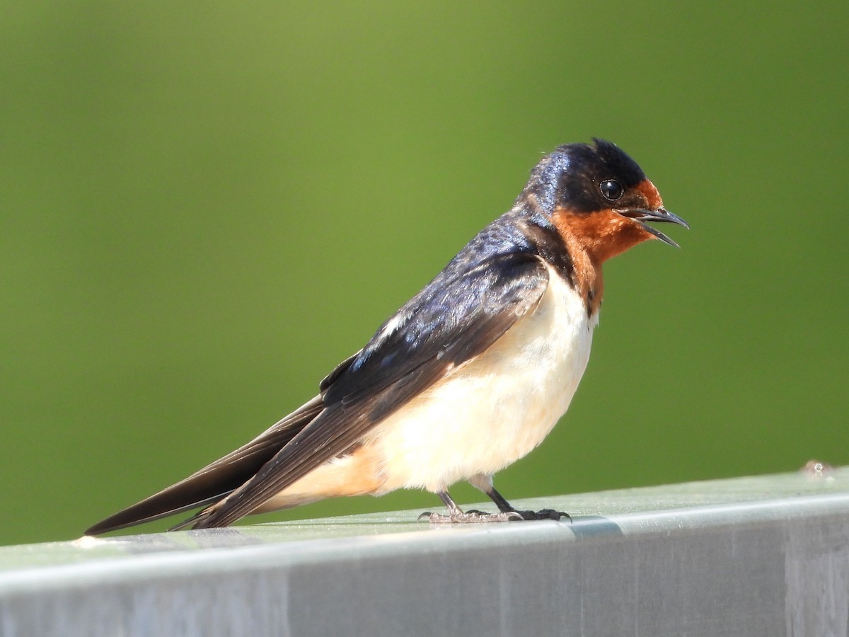 Barn Swallow - ML620606553