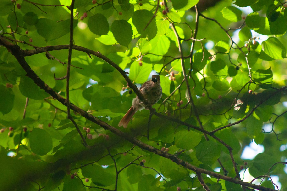 Brown Thrasher - ML620606557