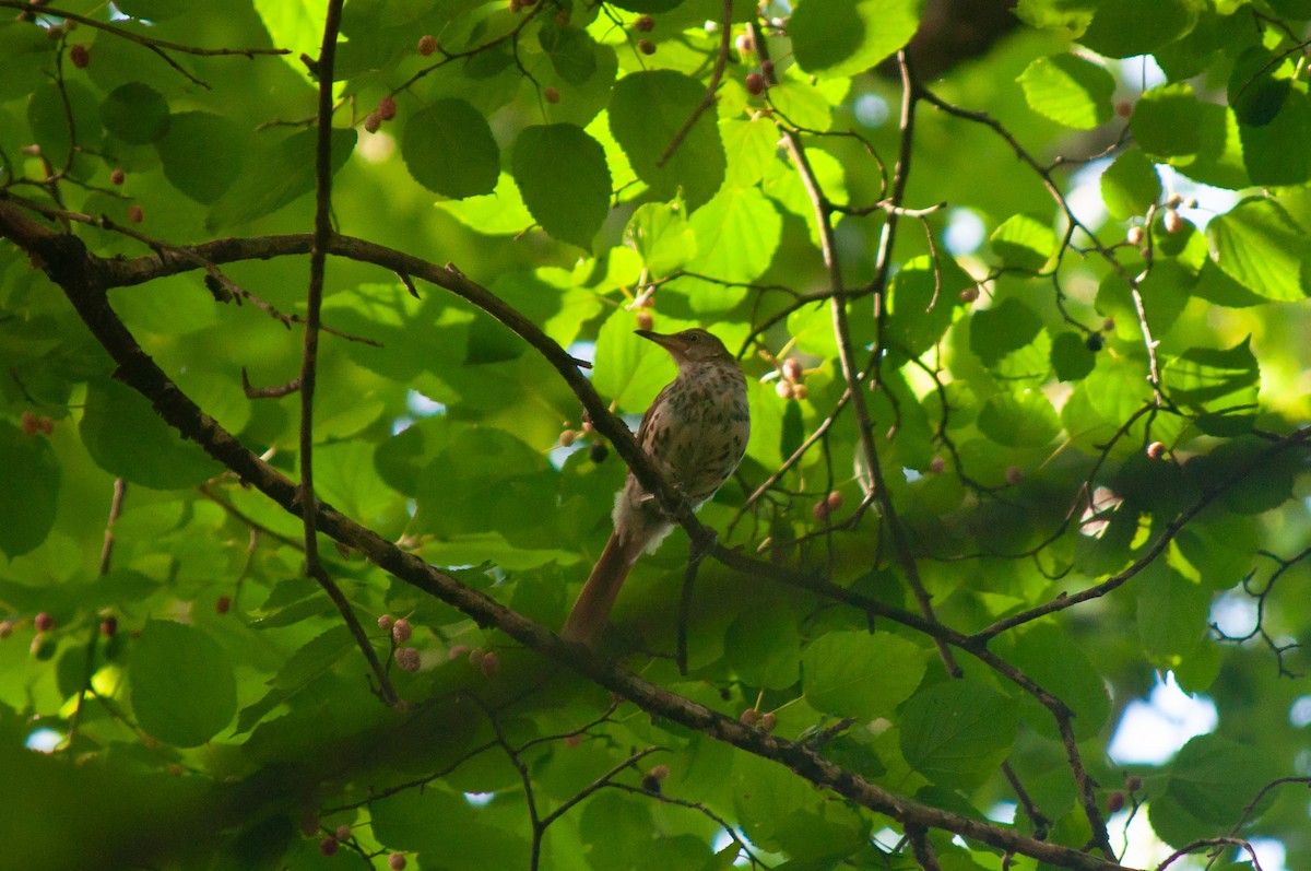 Brown Thrasher - Breck Stenson