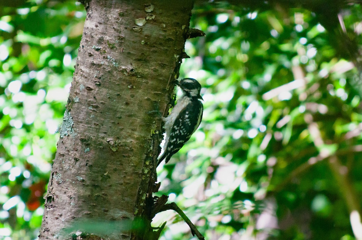 Downy Woodpecker - ML620606561