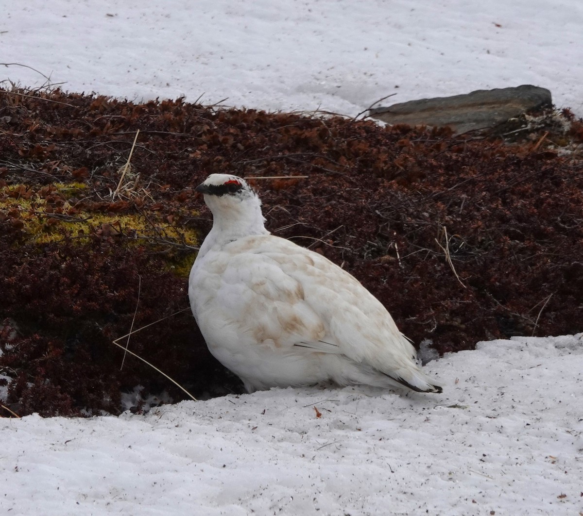 Rock Ptarmigan - ML620606562