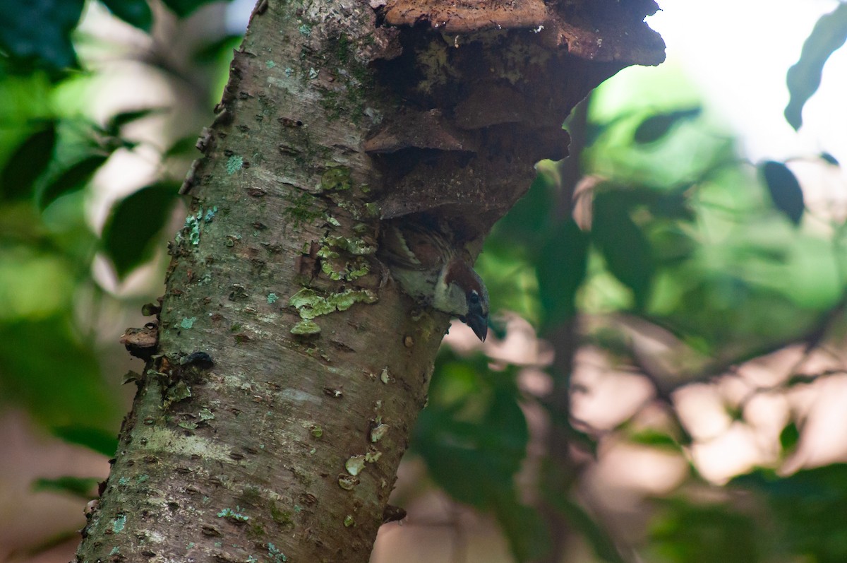 House Sparrow - ML620606569