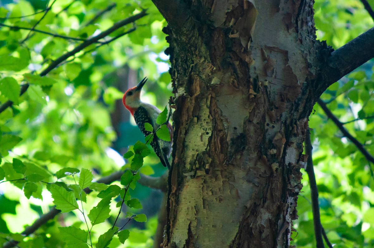 Red-bellied Woodpecker - ML620606573