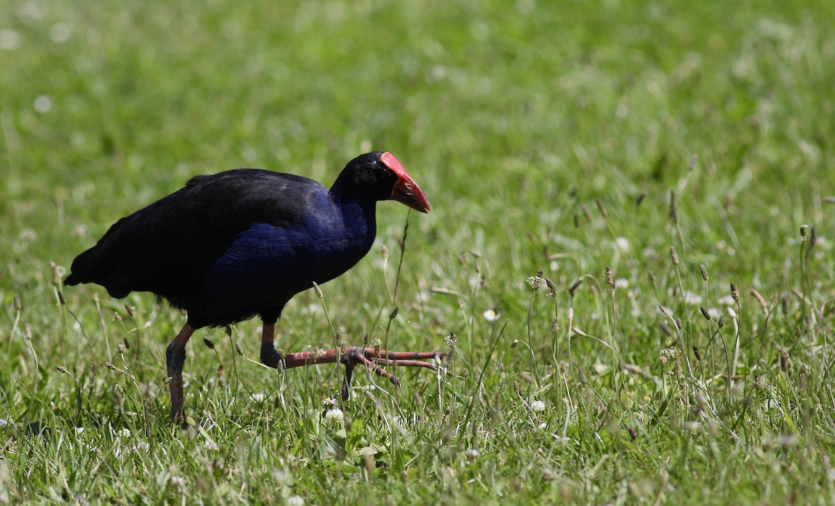 Australasian Swamphen - ML620606576