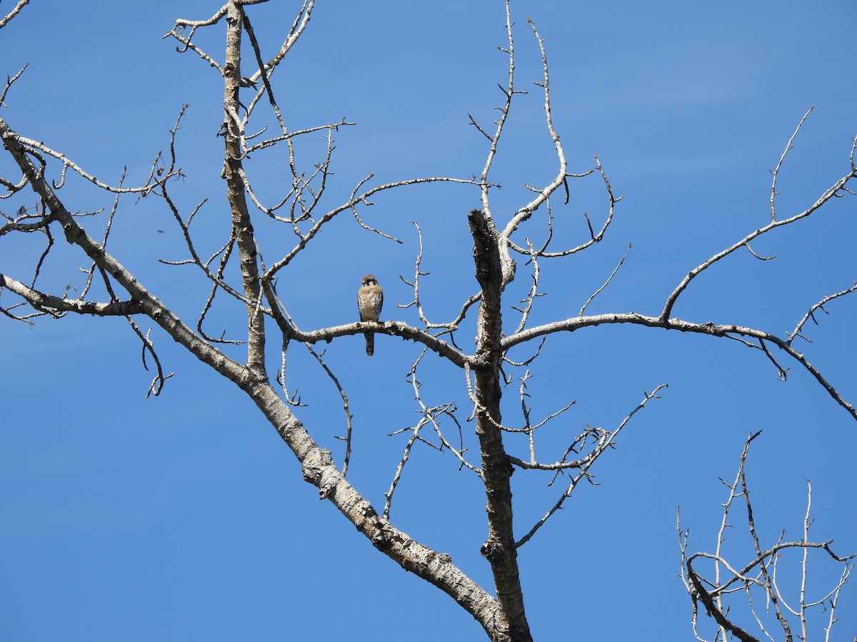 American Kestrel - ML620606577