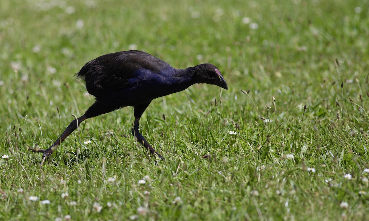 Australasian Swamphen - ML620606579