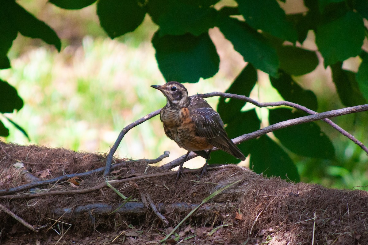 American Robin - ML620606580