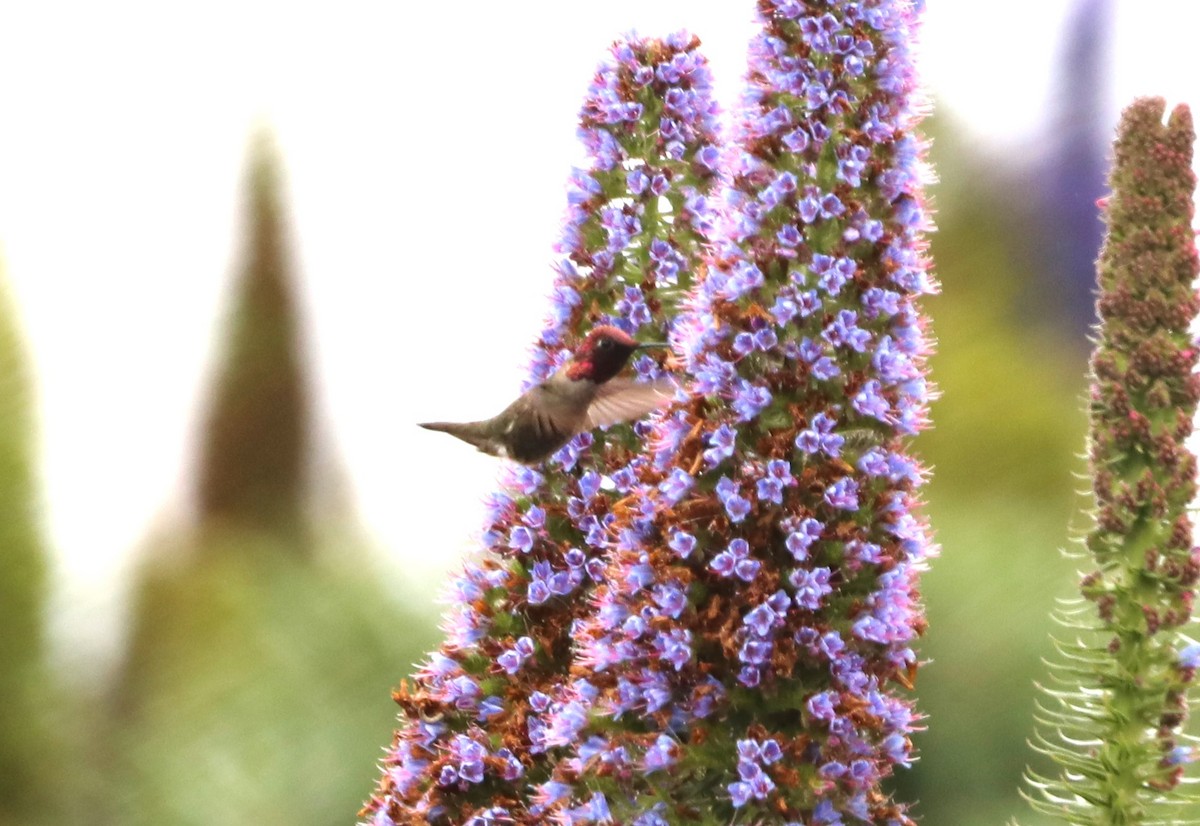 Anna's Hummingbird - "Chia" Cory Chiappone ⚡️