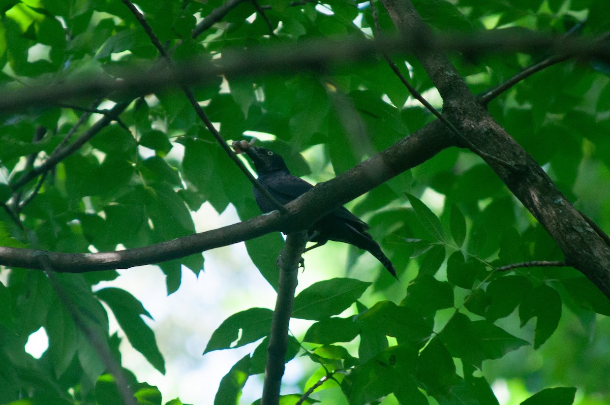 Common Grackle - ML620606585