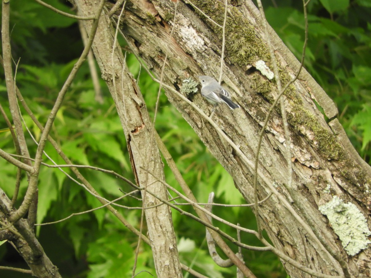 Blue-gray Gnatcatcher - ML620606586