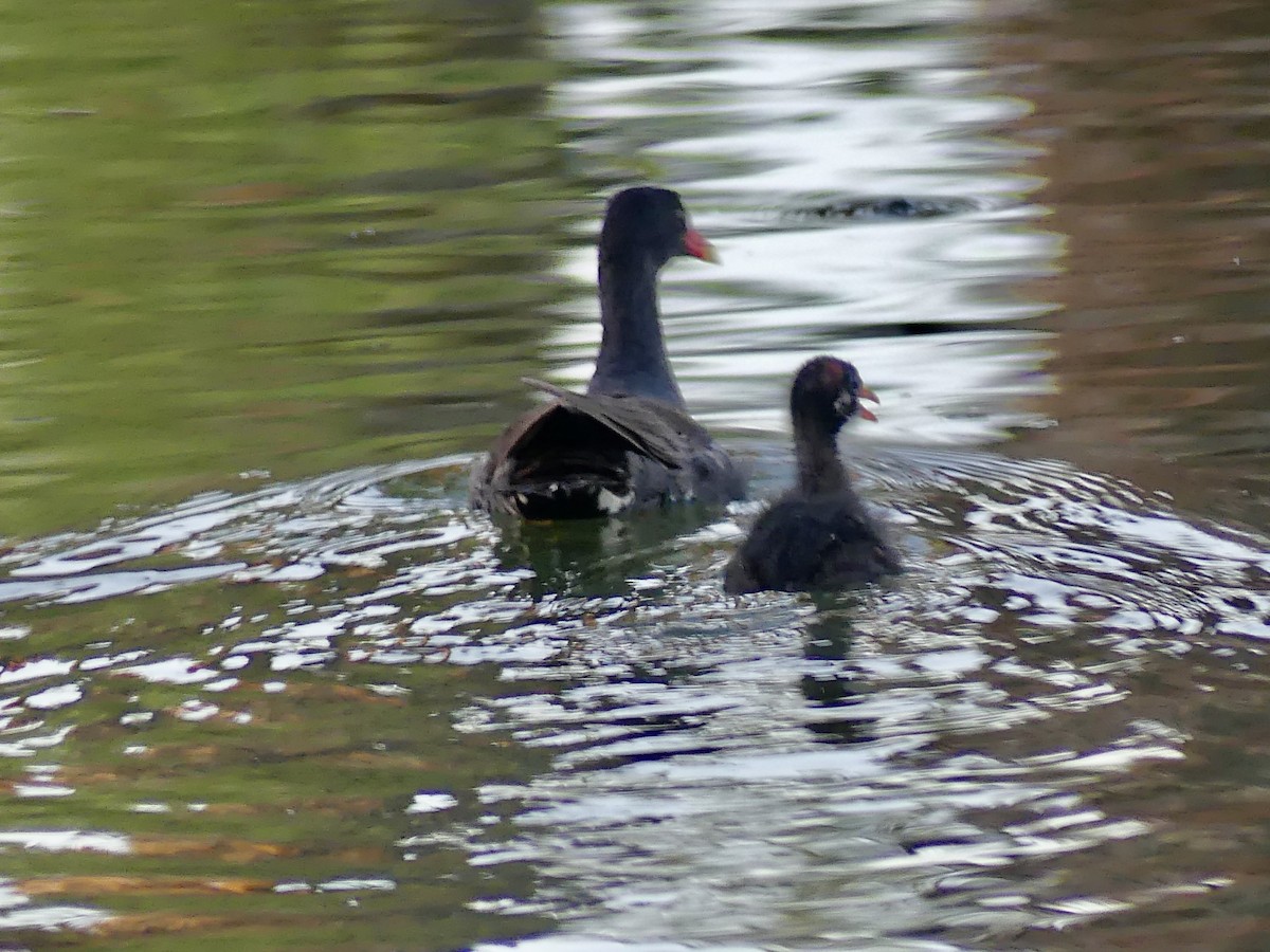 Common Gallinule - ML620606588