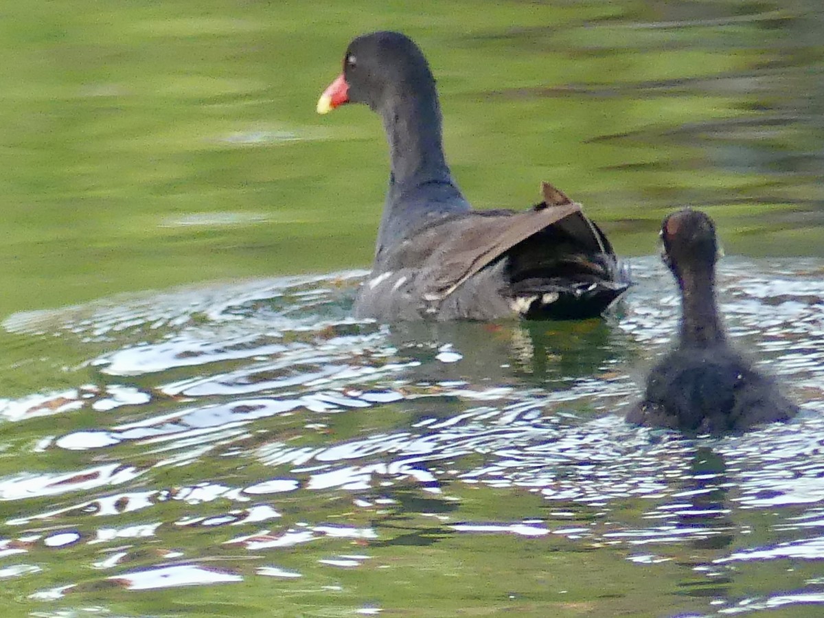 Common Gallinule - ML620606589