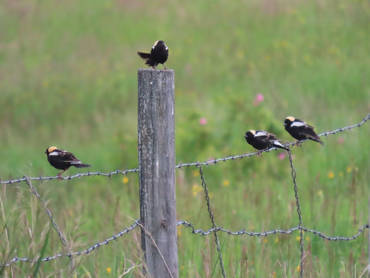 Bobolink - ML620606594