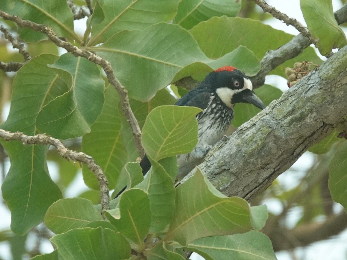 Acorn Woodpecker - ML620606595