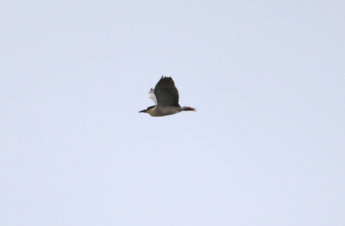 Black-crowned Night Heron - ML620606596