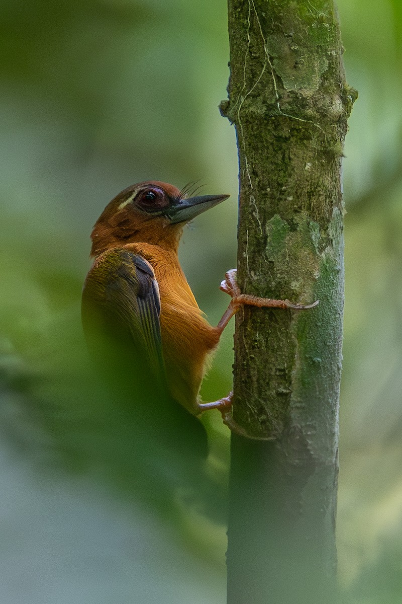 White-browed Piculet - ML620606604