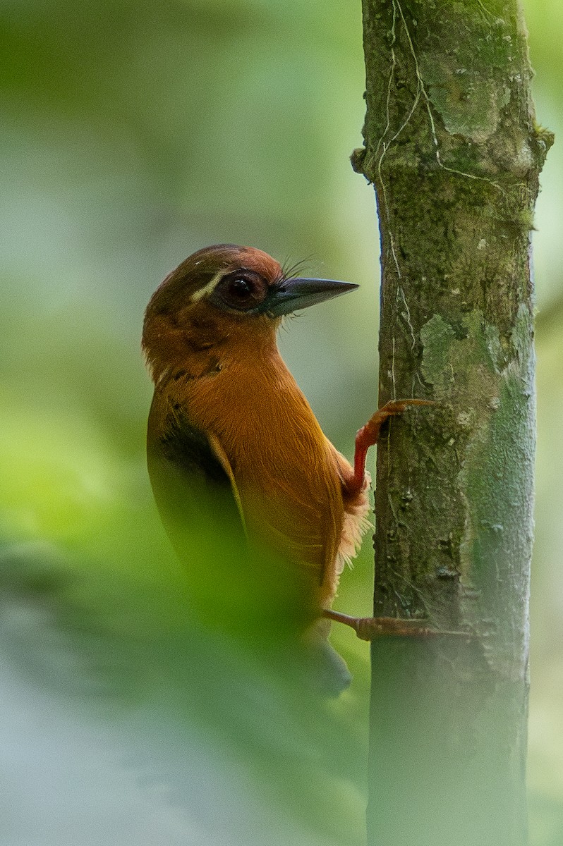 White-browed Piculet - ML620606605