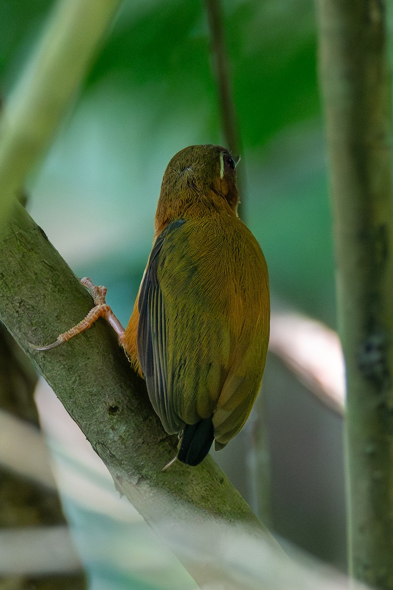 White-browed Piculet - ML620606607