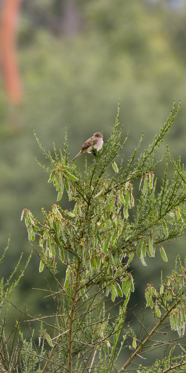 Willow Flycatcher - ML620606609