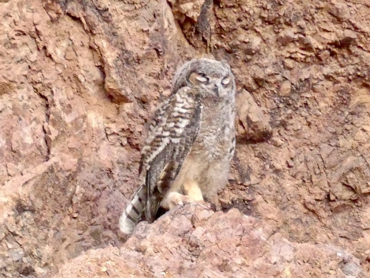 Great Horned Owl - ML620606611