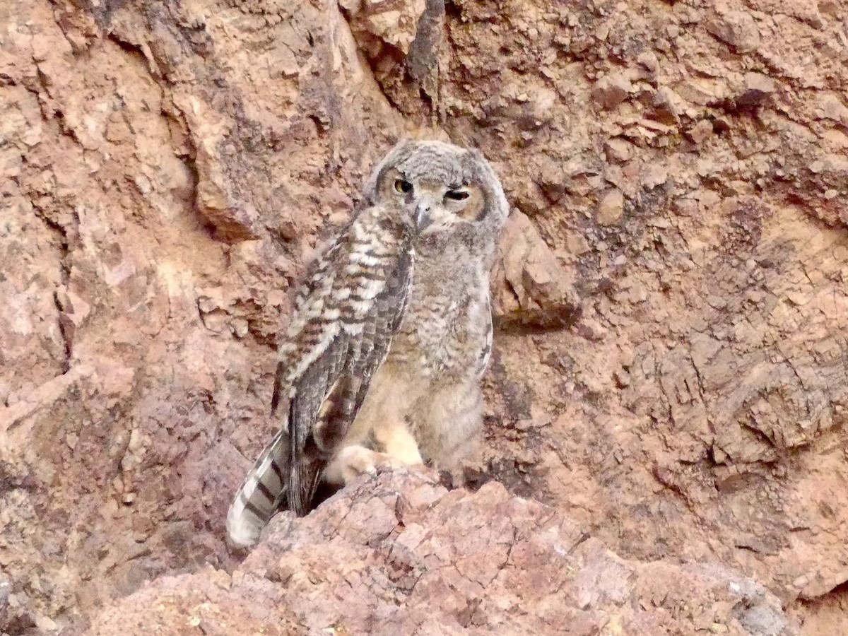 Great Horned Owl - ML620606612