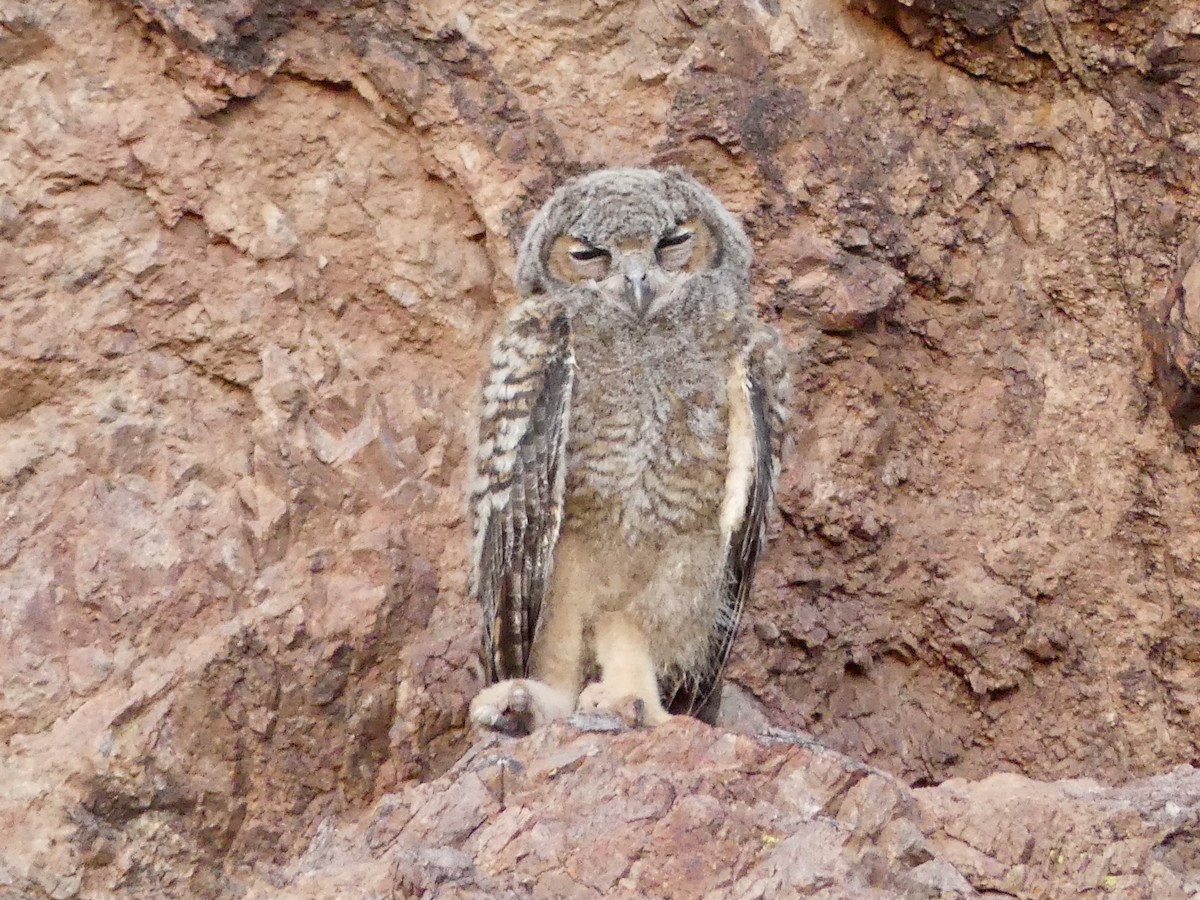 Great Horned Owl - ML620606613