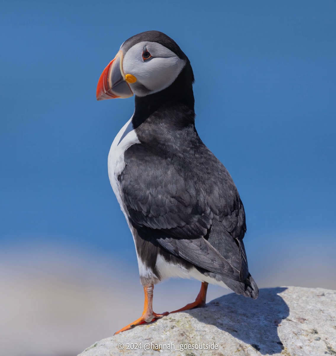 Atlantic Puffin - ML620606615