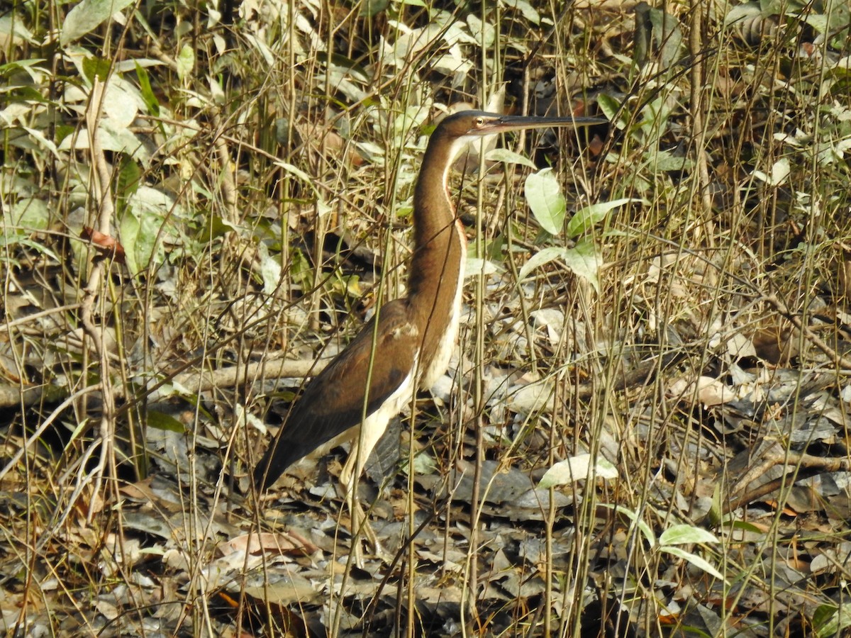 Agami Heron - ML620606623