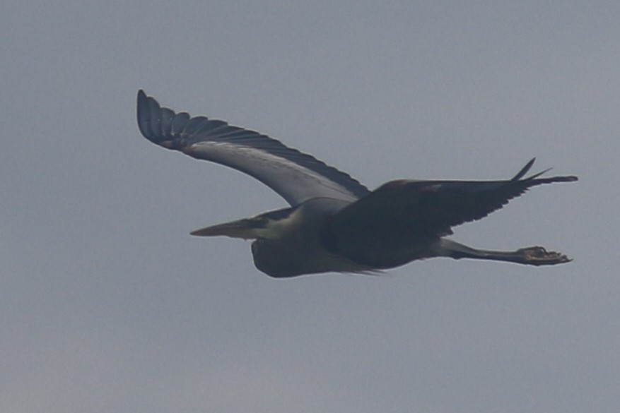 Great Blue Heron - ML620606627