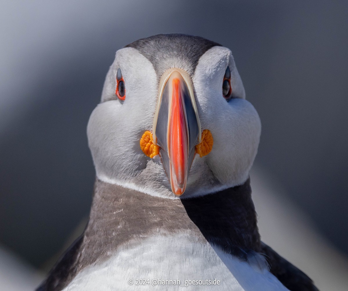 Atlantic Puffin - ML620606628