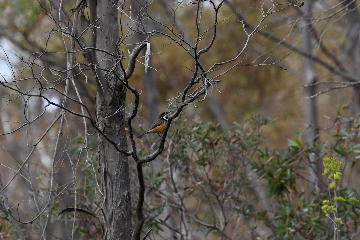 Eastern Spinebill - Leslie Correia