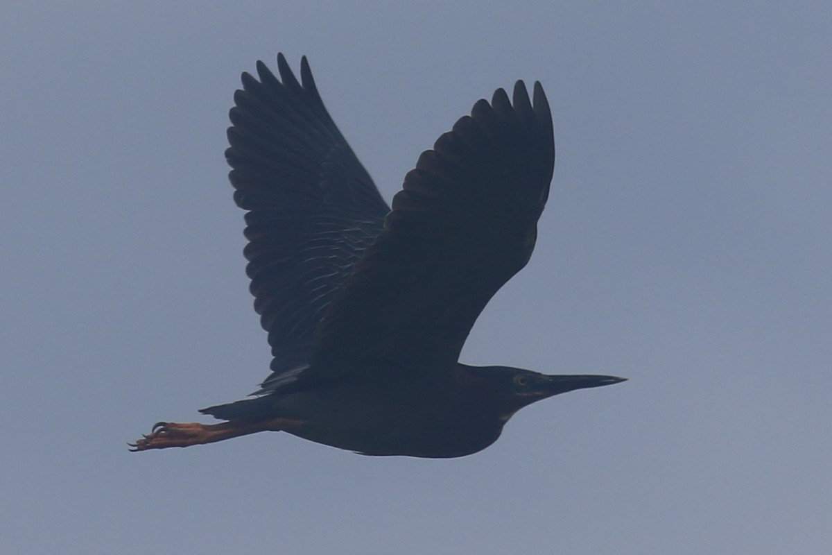 Green Heron - ML620606631