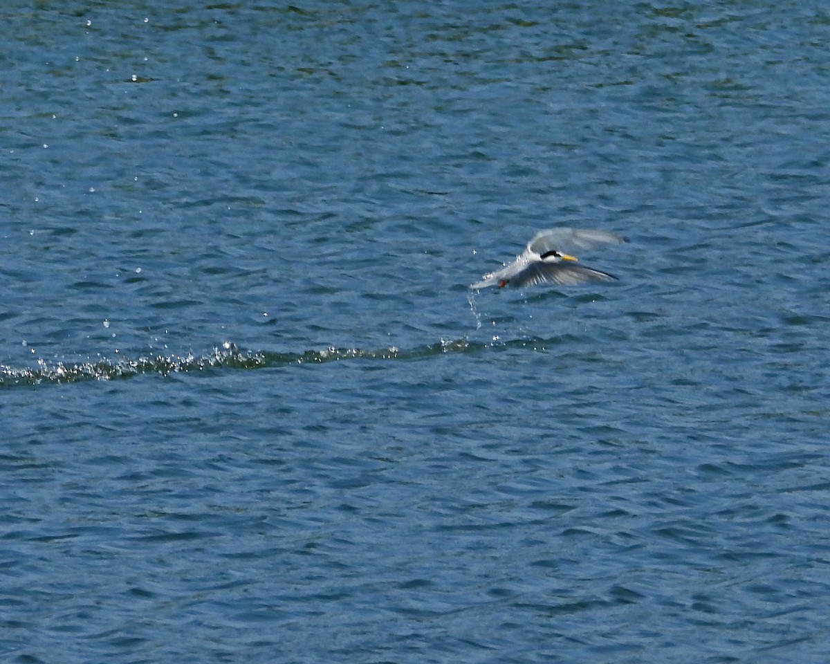 Least Tern - ML620606632