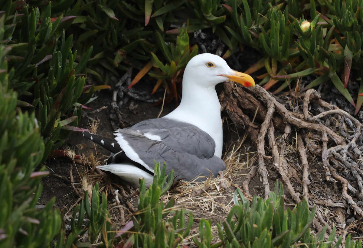 Western Gull - ML620606637