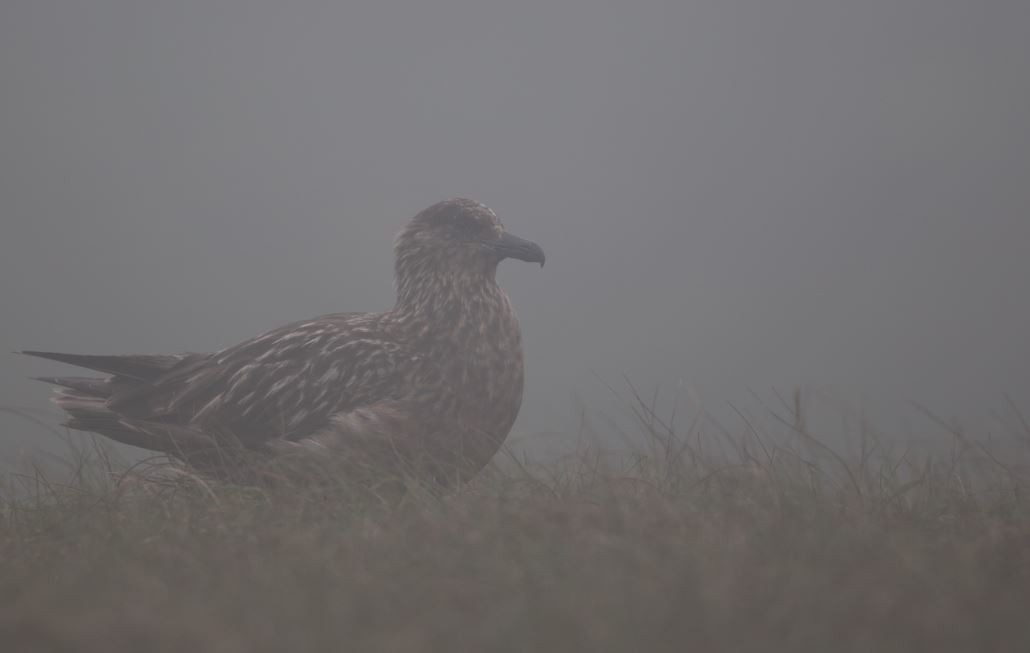 Great Skua - ML620606639