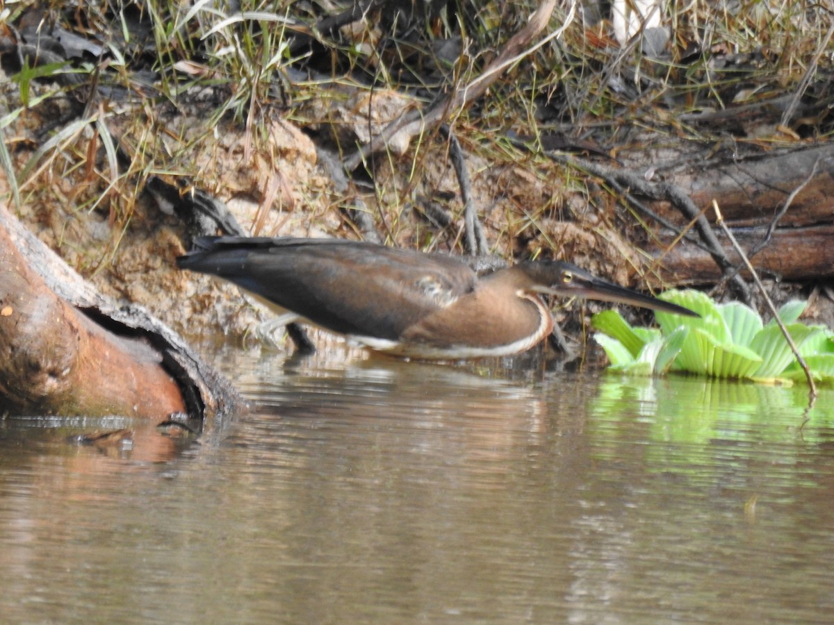 Agami Heron - ML620606641