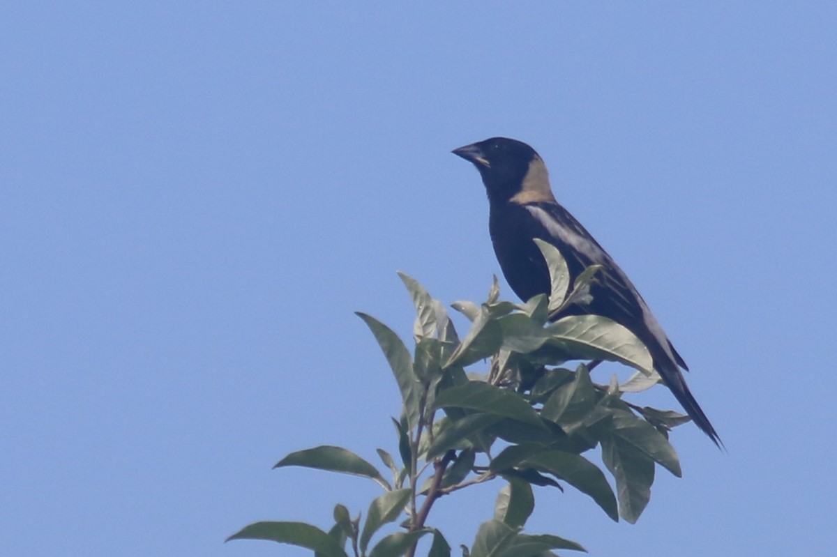 Bobolink - ML620606642