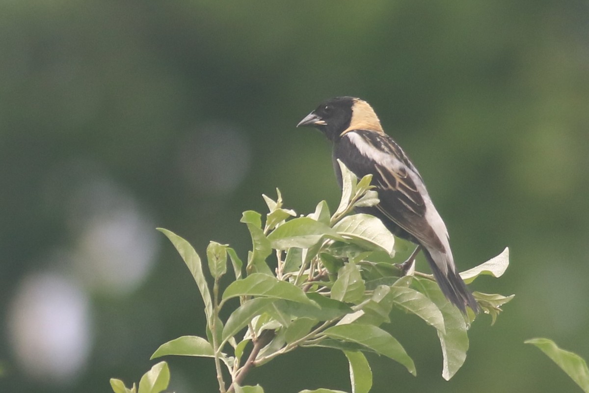 Bobolink - ML620606643