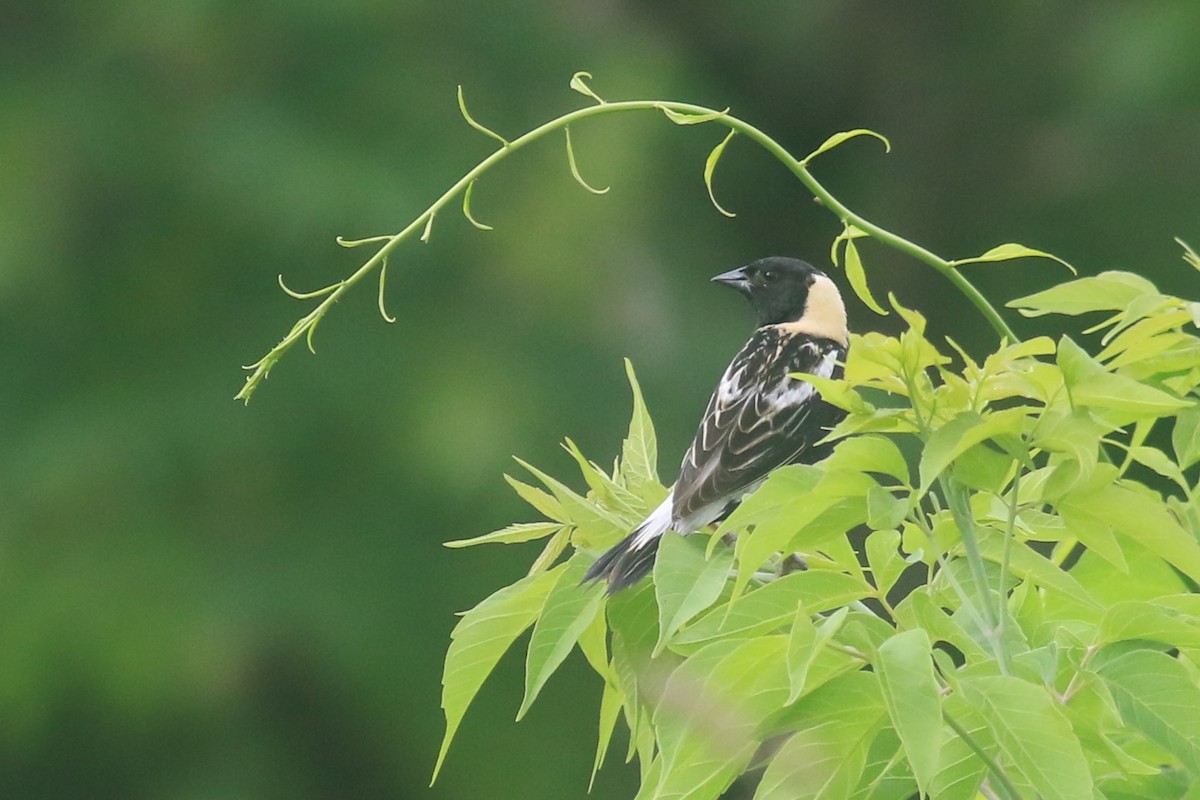 Bobolink - ML620606644