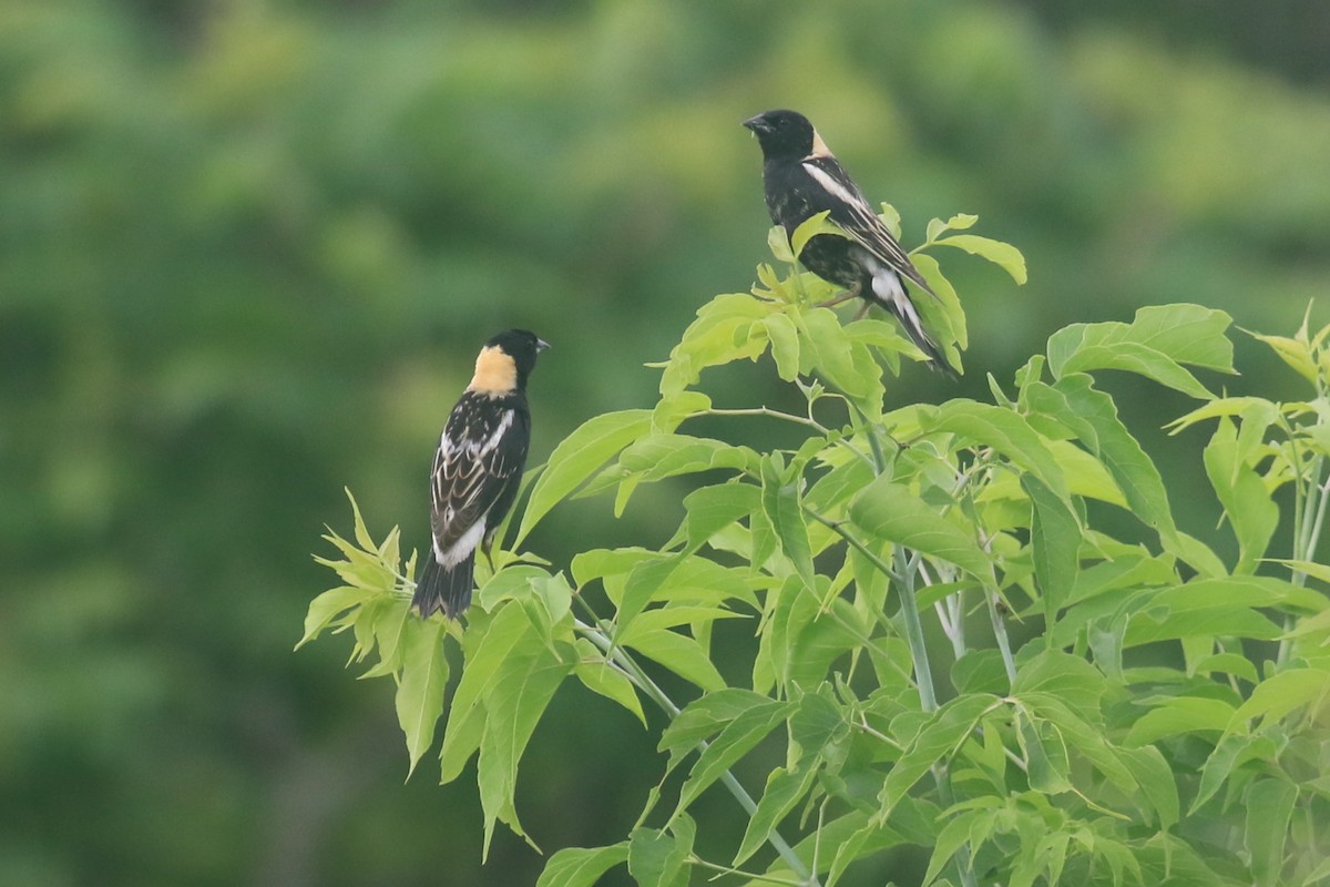 Bobolink - ML620606645