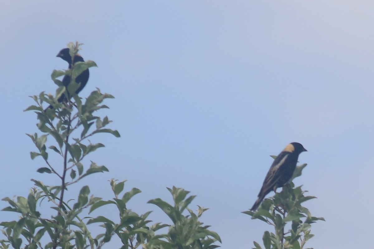 Bobolink - ML620606646