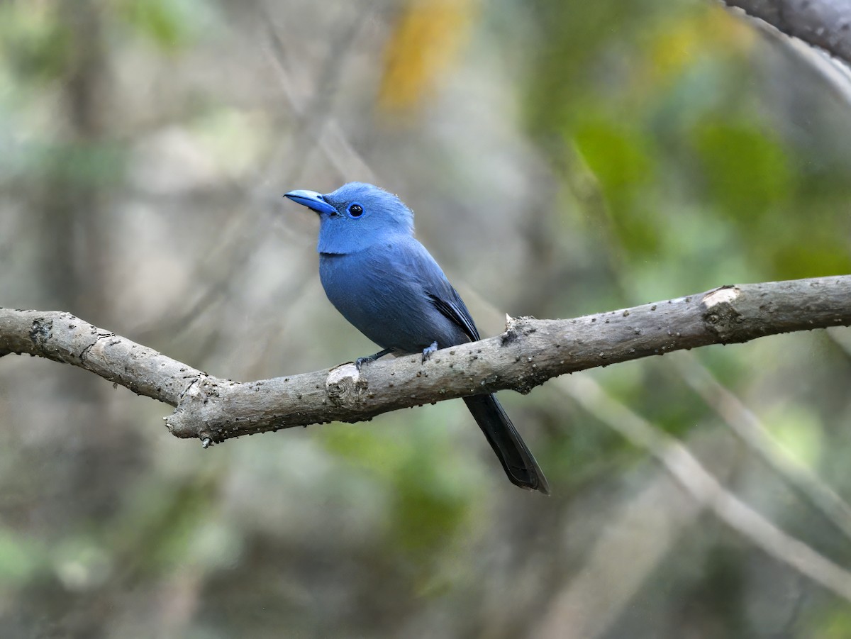 Blue Paradise-Flycatcher - ML620606649