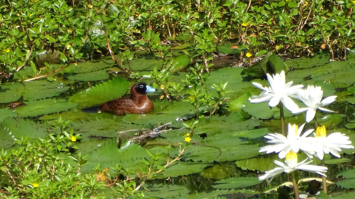 Masked Duck - ML620606650