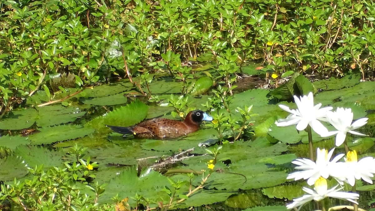 Masked Duck - ML620606651