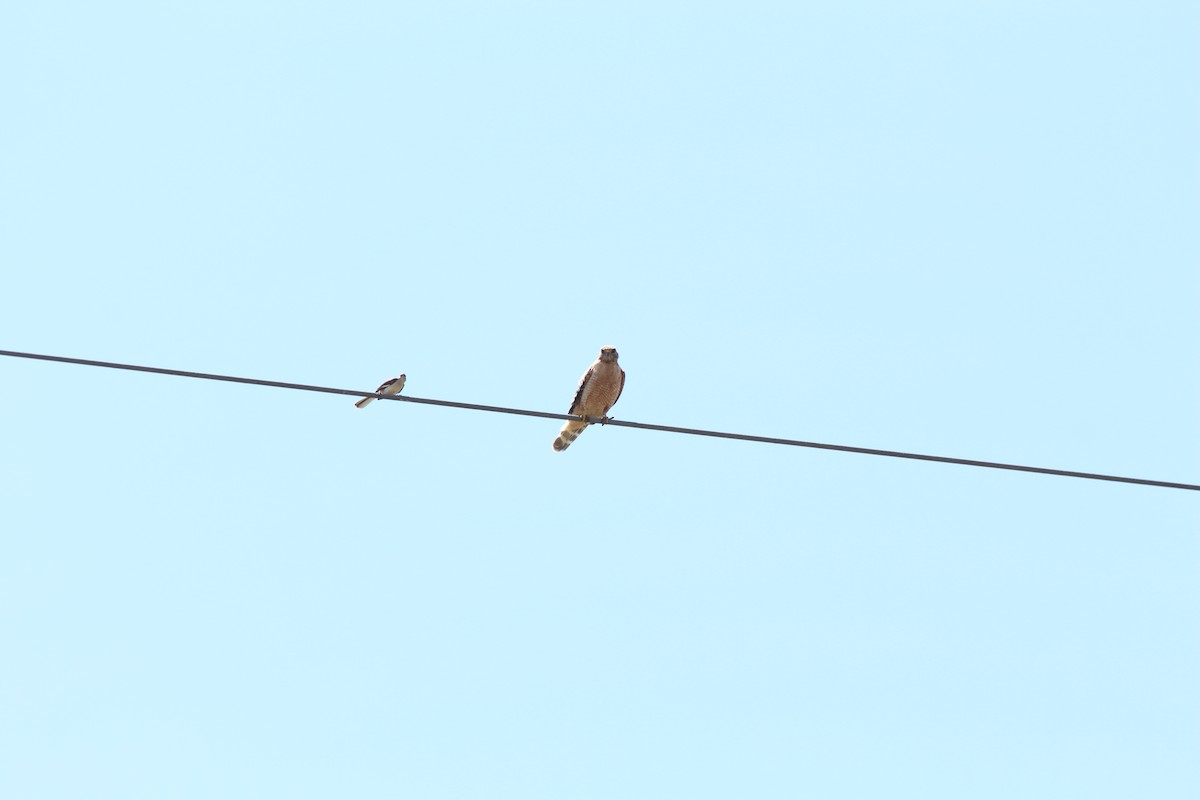 Red-shouldered Hawk - ML620606654