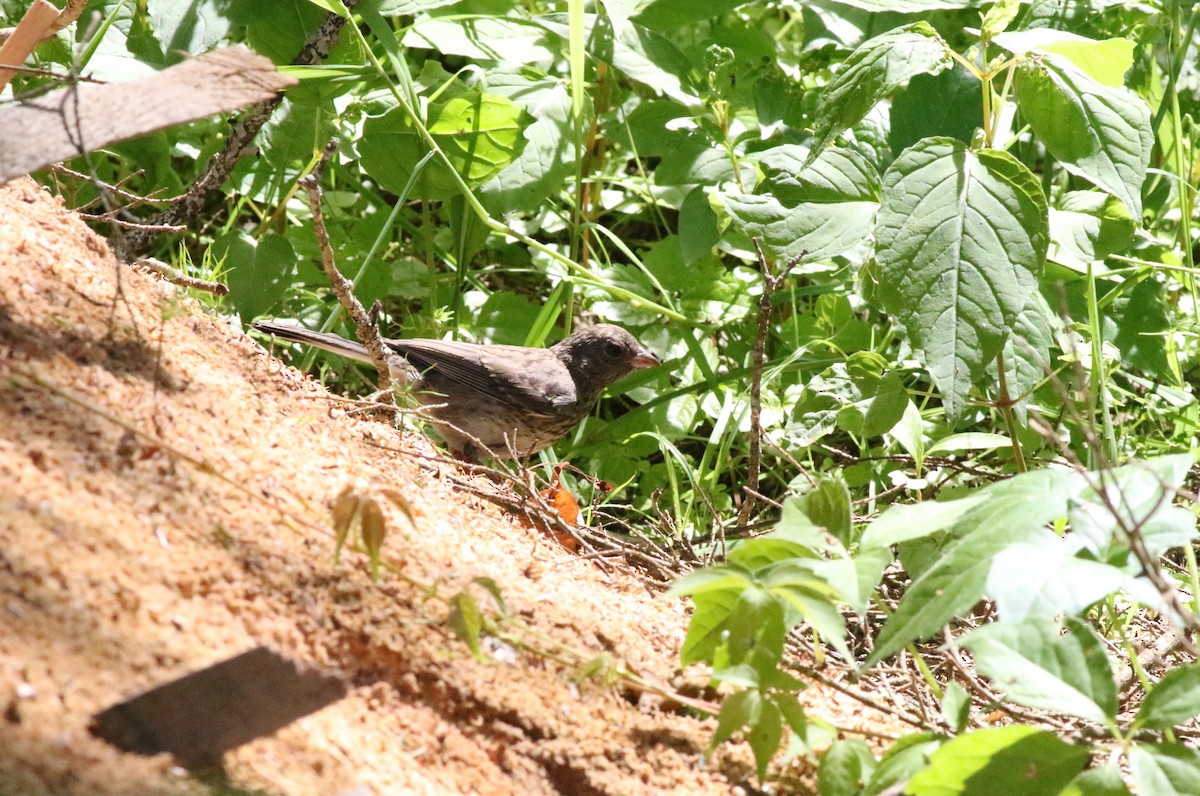 Junco ardoisé - ML620606662