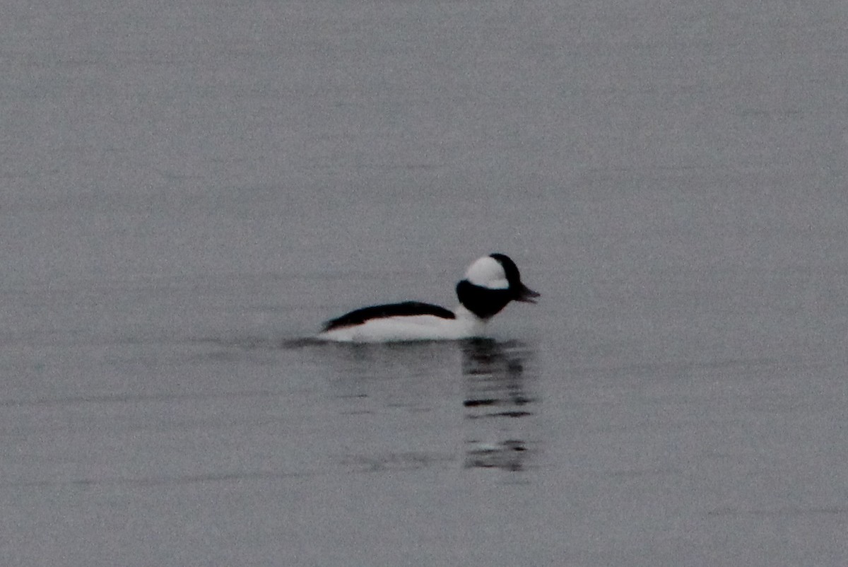 Bufflehead - ML620606663